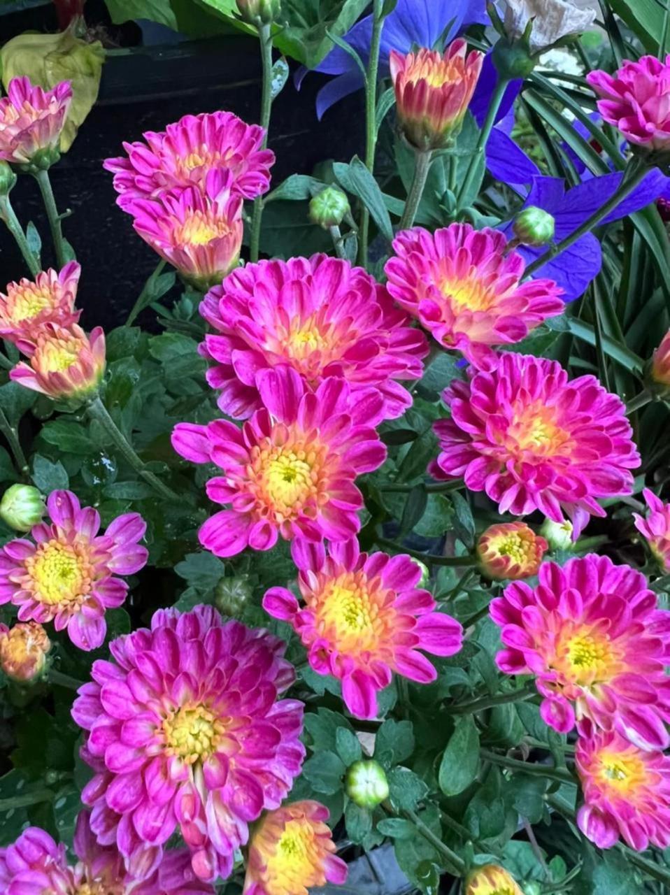 Ella Flower Garden Resort מראה חיצוני תמונה