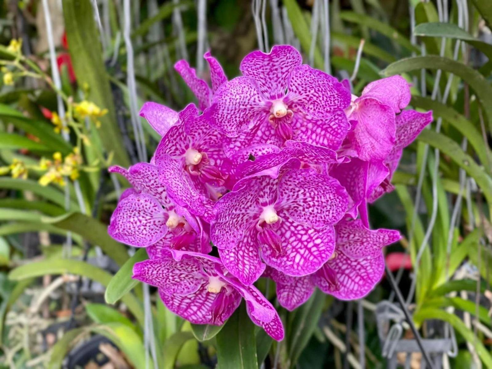 Ella Flower Garden Resort מראה חיצוני תמונה